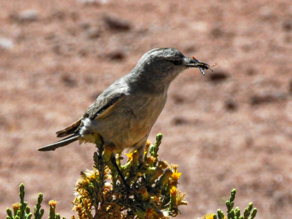 Black-fronted Ground-Tyrant - ML165470051