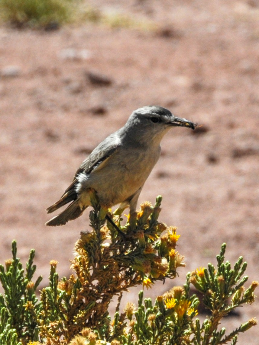 Black-fronted Ground-Tyrant - ML165470061