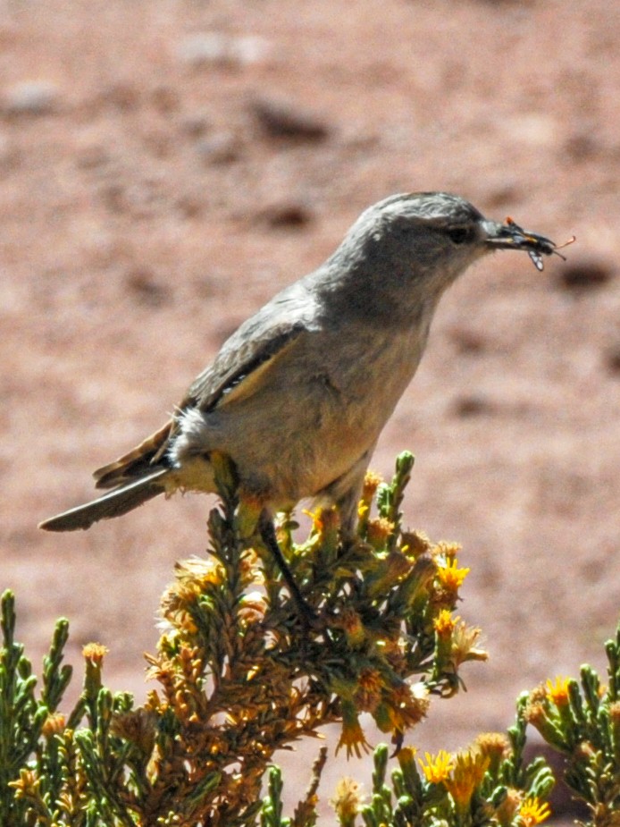 Black-fronted Ground-Tyrant - ML165470071