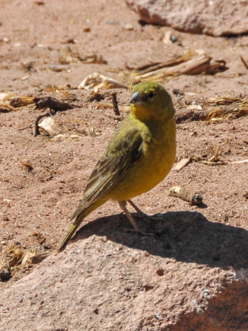 Greenish Yellow-Finch - William Stephens