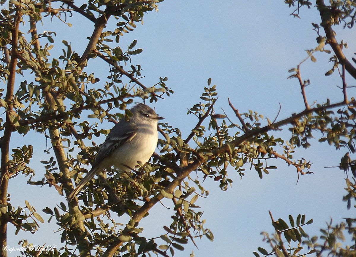 White-crested Tyrannulet (White-bellied) - ML165470241