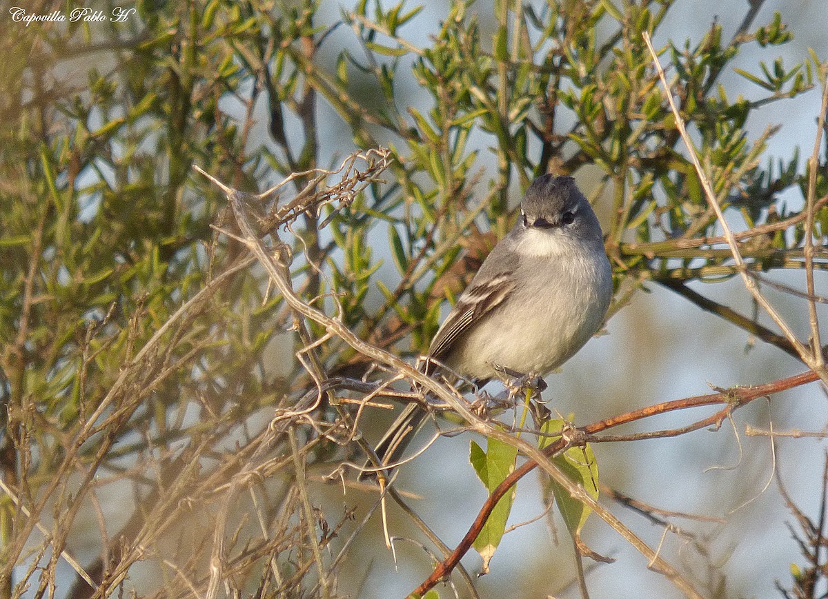 White-crested Tyrannulet (White-bellied) - ML165470251