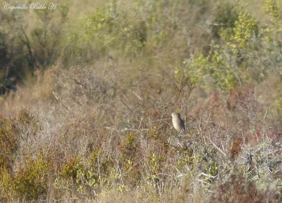 Lesser Shrike-Tyrant - Pablo Hernan Capovilla