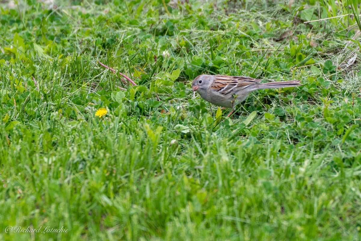 Field Sparrow - ML165472721