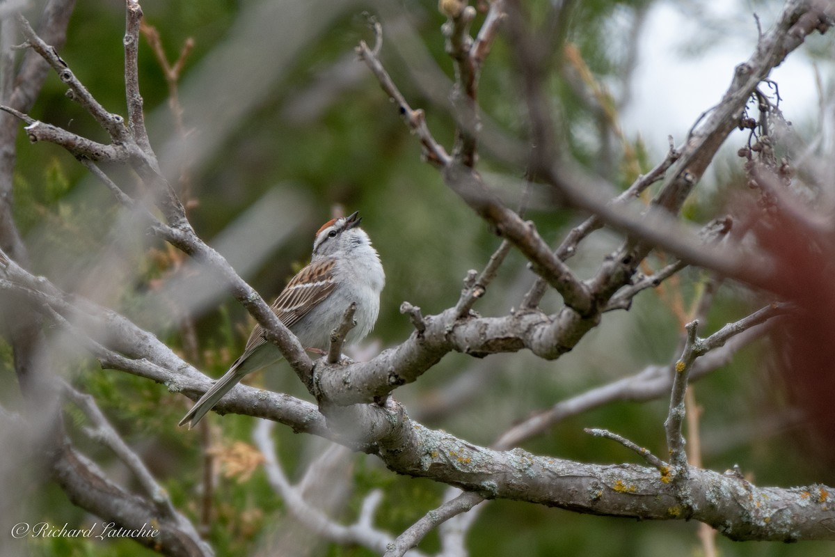 Chipping Sparrow - ML165473021