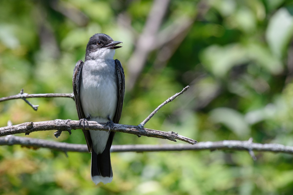 Eastern Kingbird - ML165474991