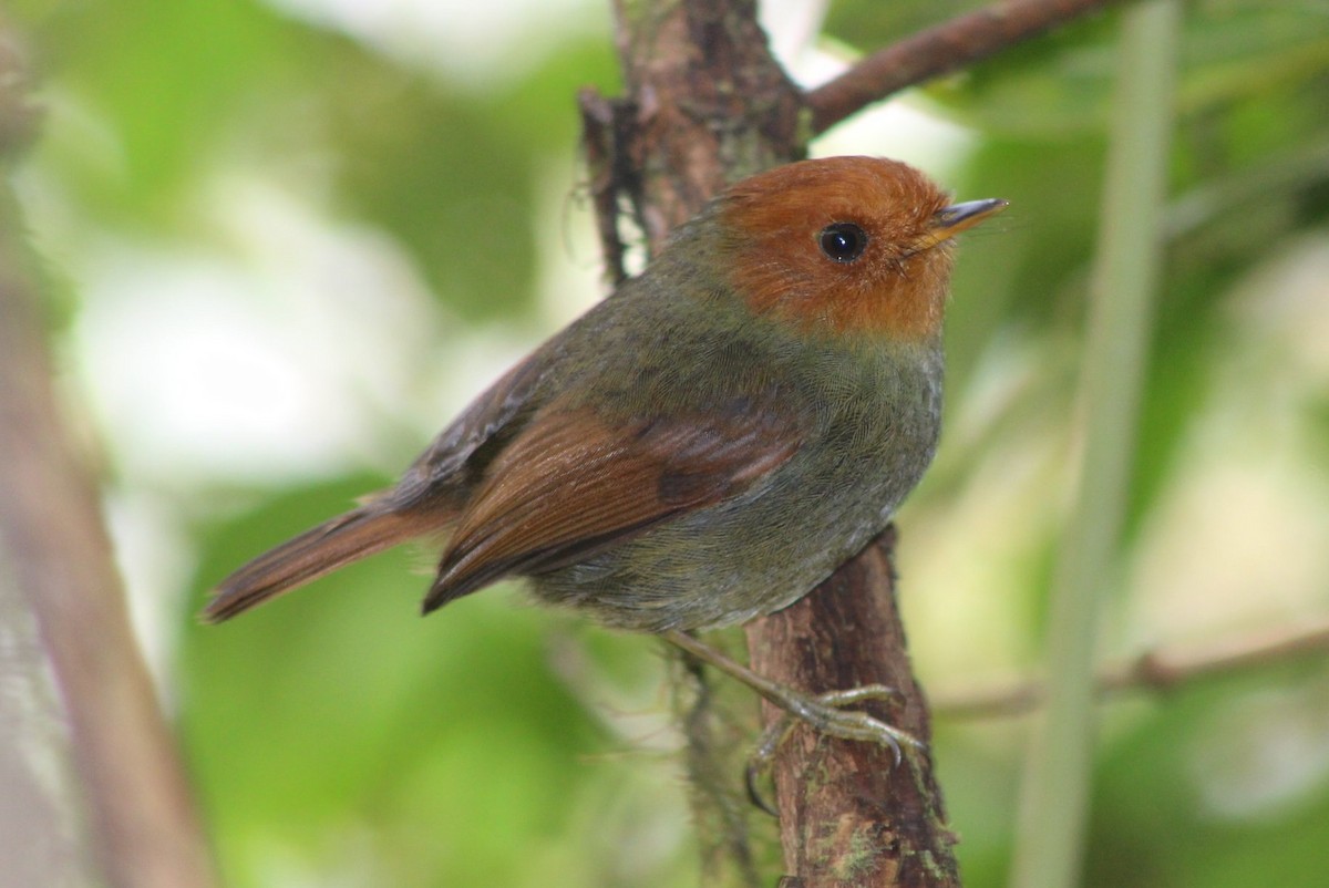 Rufous-headed Pygmy-Tyrant - David Weaver