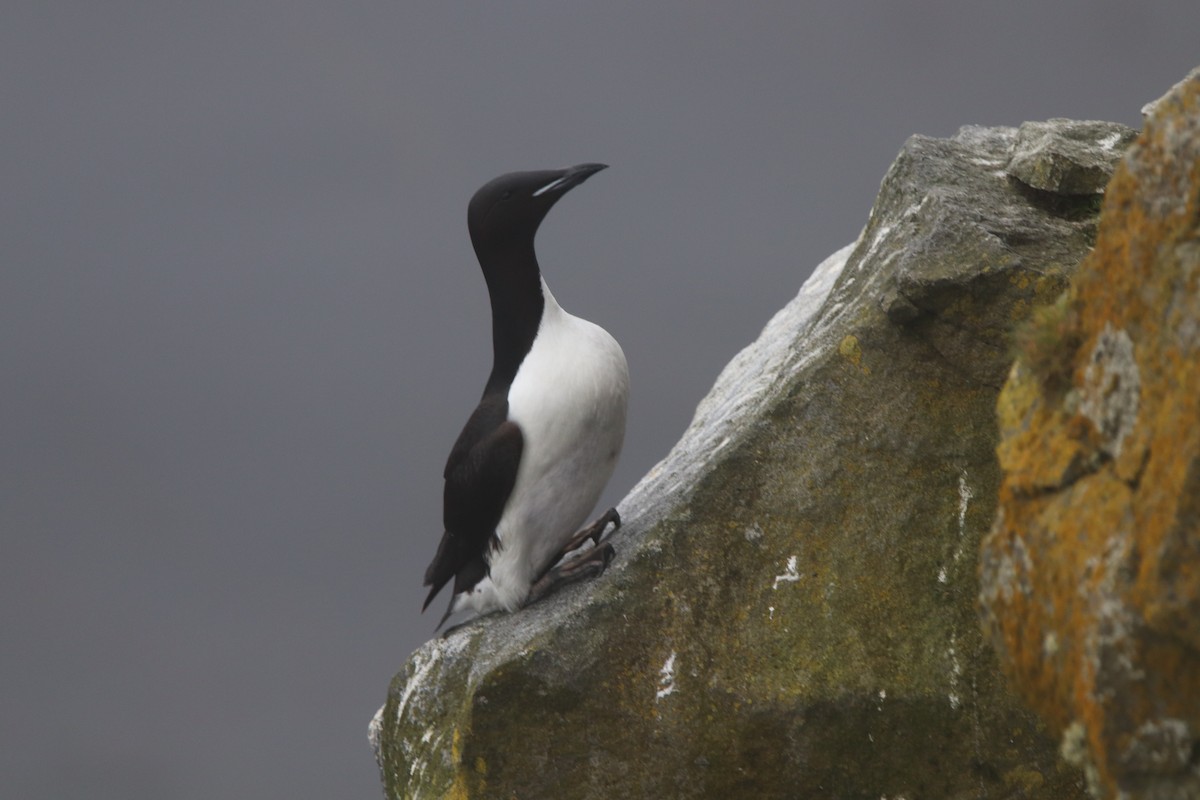 Thick-billed Murre - ML165475571