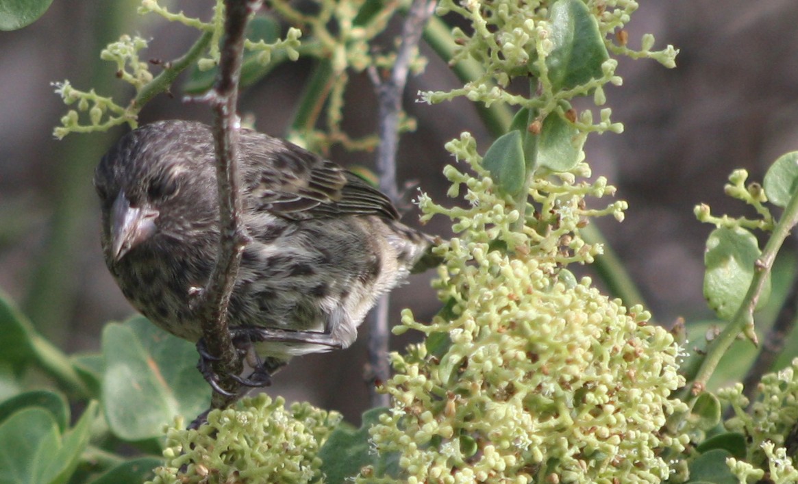 Small Ground-Finch - ML165476201