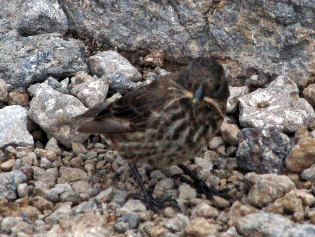 Small Ground-Finch - ML165476211