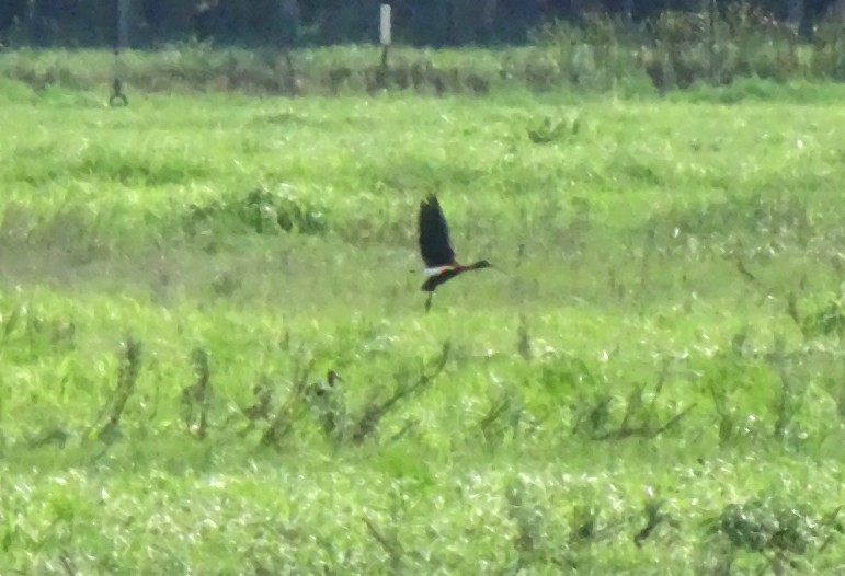 Glossy Ibis - ML165477561