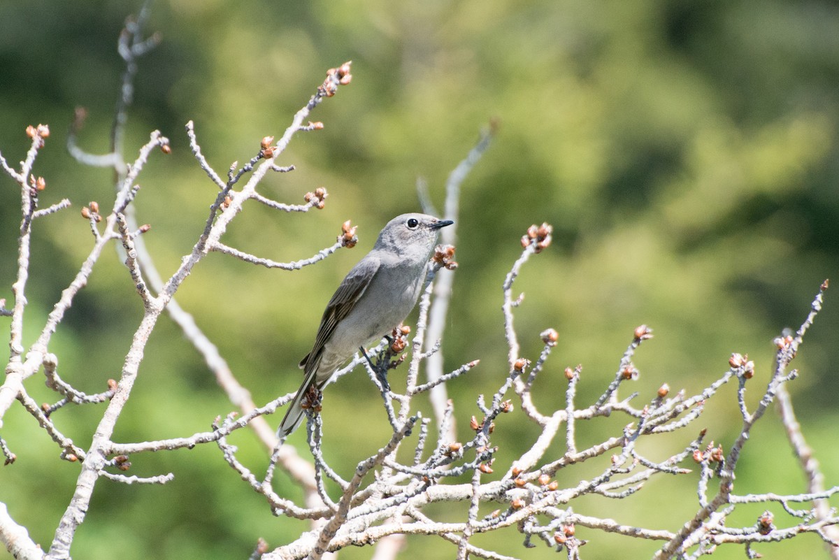 Townsend's Solitaire - ML165477841