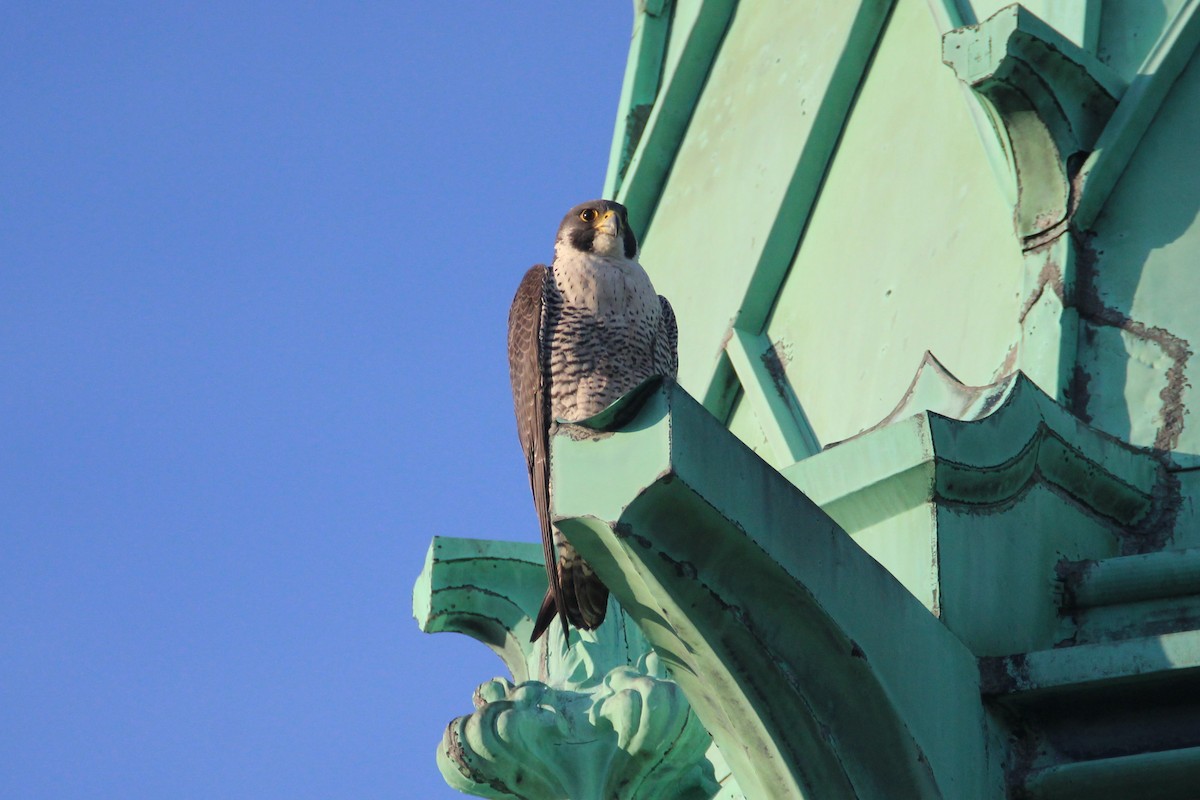 Peregrine Falcon - Patrick Sysiong