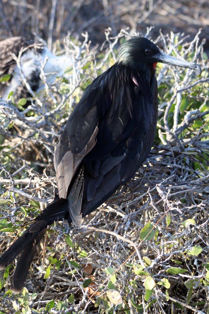 Great Frigatebird - ML165478001