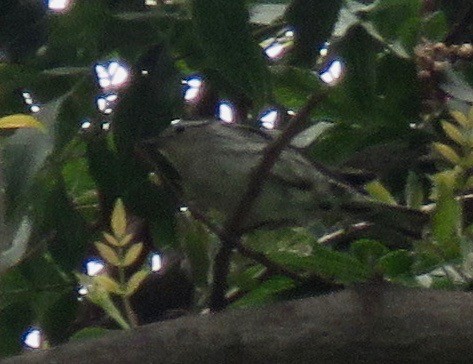 シロクロアメリカムシクイ - ML165478121