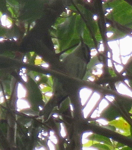 シロクロアメリカムシクイ - ML165478161