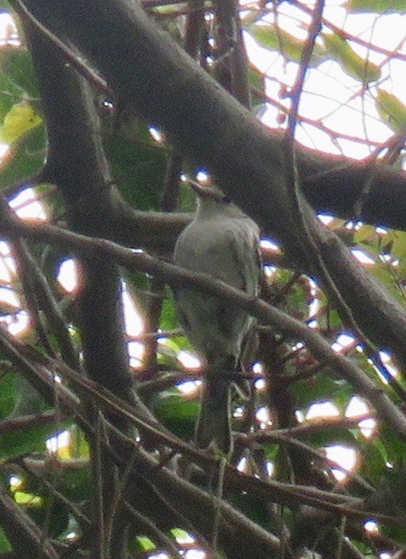 シロクロアメリカムシクイ - ML165478181