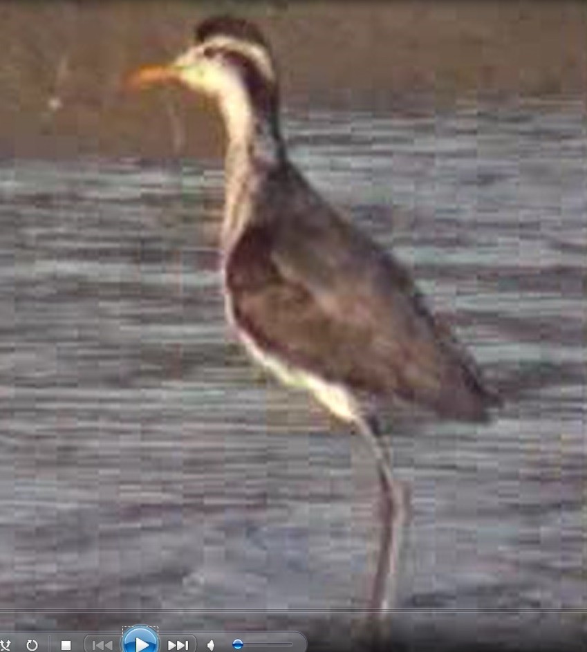 Northern Jacana - ML165479361