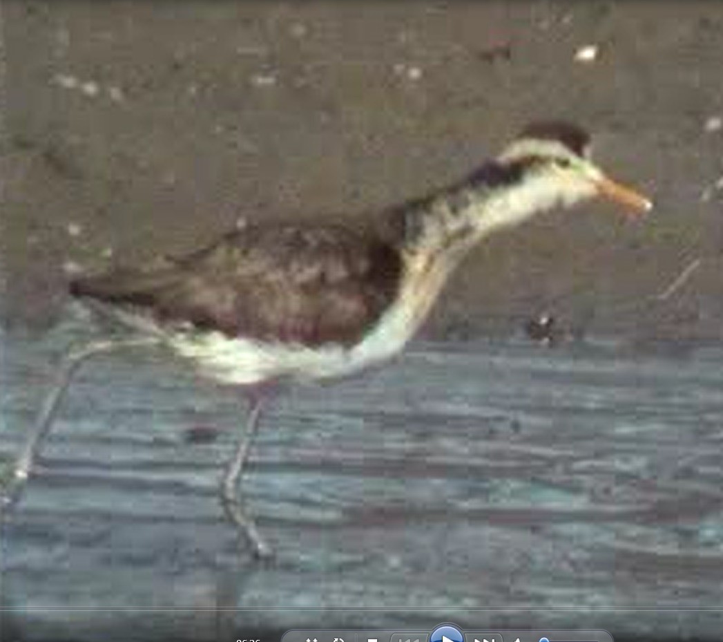 Jacana Centroamericana - ML165479391