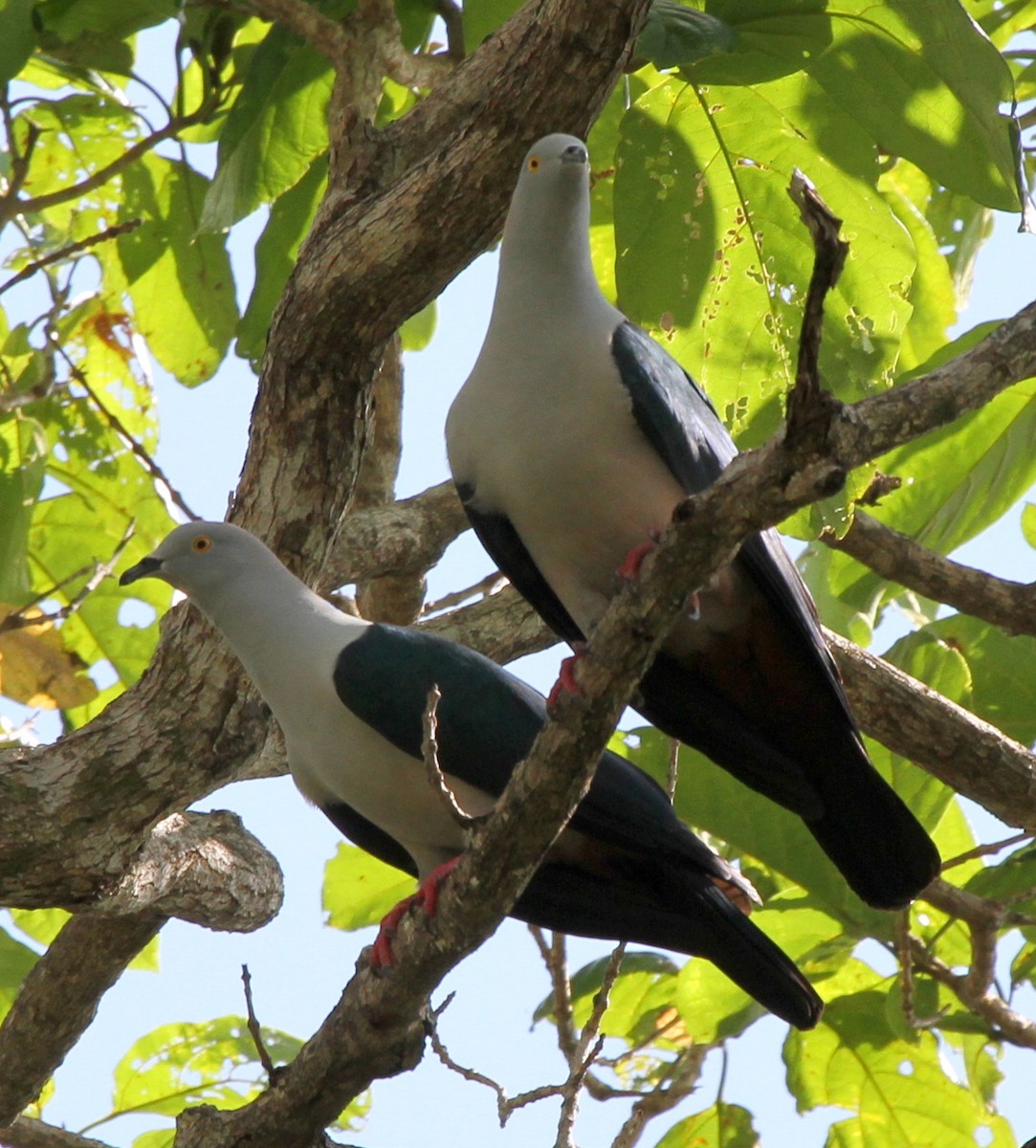 Elegant Imperial-Pigeon - Colin Trainor