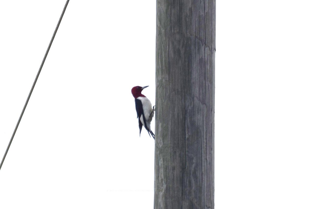 Red-headed Woodpecker - irina shulgina