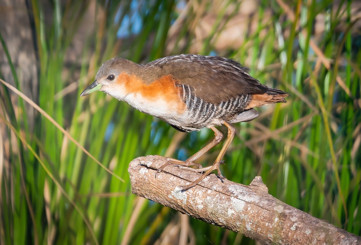 ノドジロコビトクイナ - ML165480551