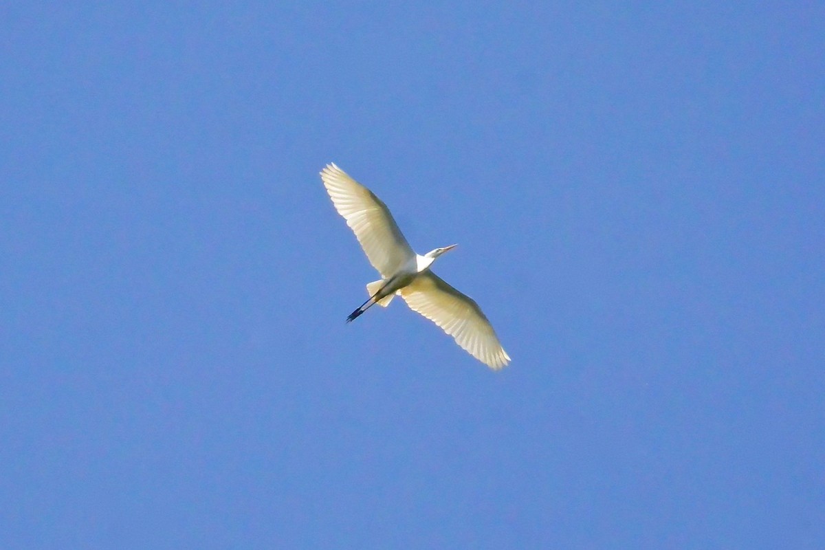 Great Egret - ML165481961