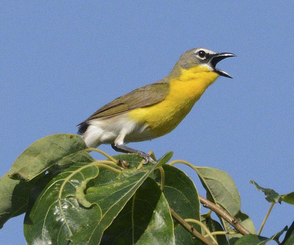 Yellow-breasted Chat - ML165482561