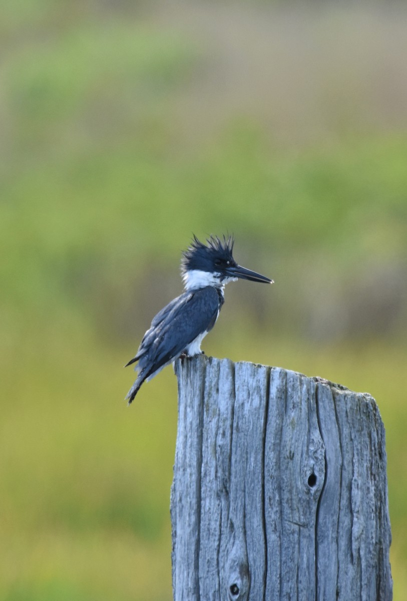 Belted Kingfisher - ML165482951