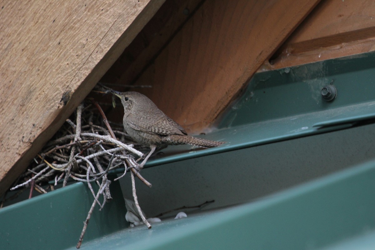 House Wren - ML165483131