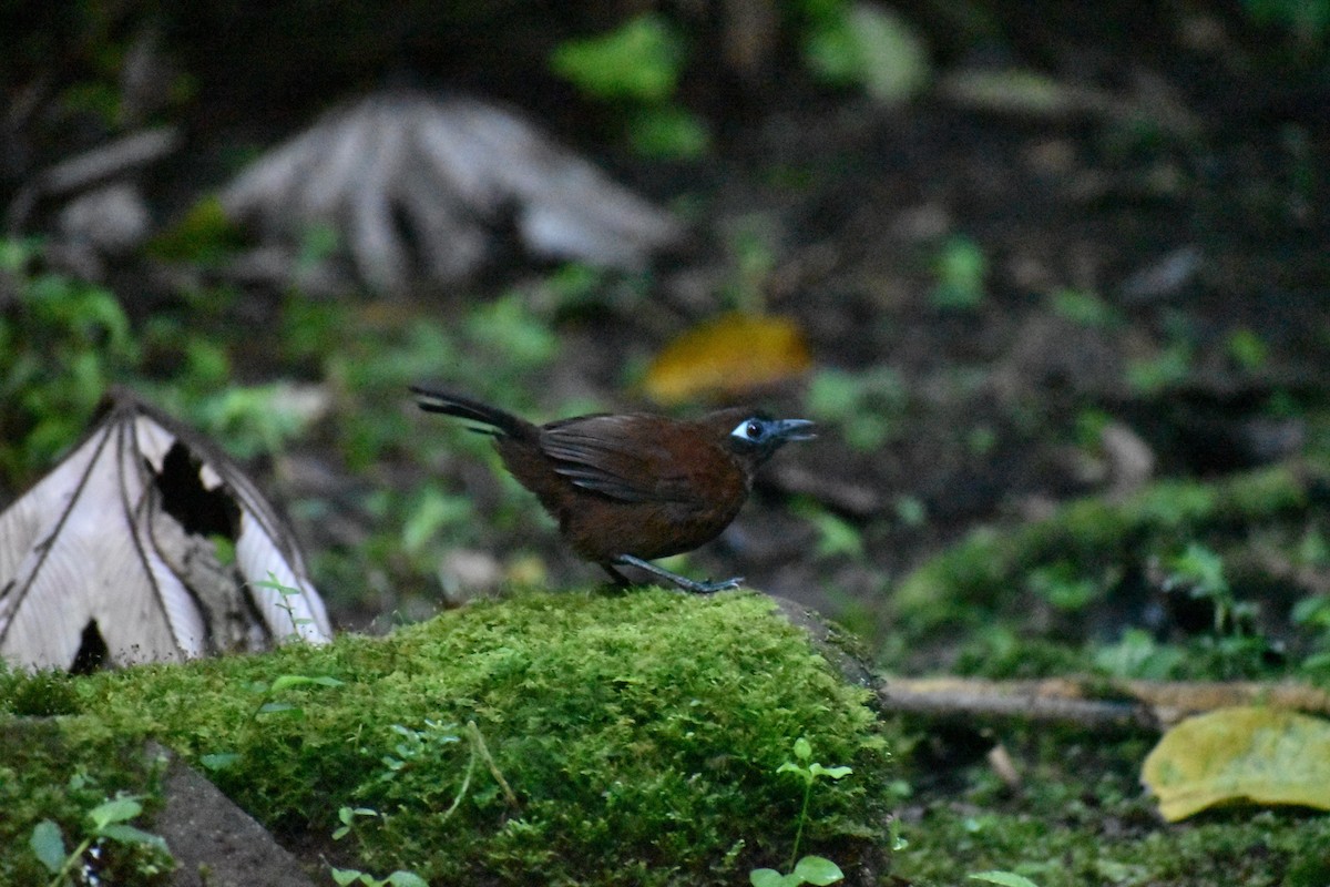 Panamáameisenvogel - ML165483391