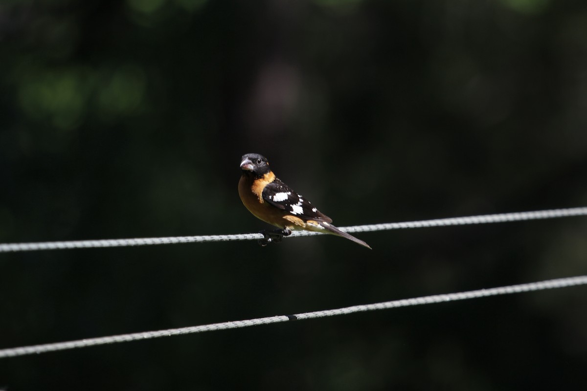 Black-headed Grosbeak - ML165483551