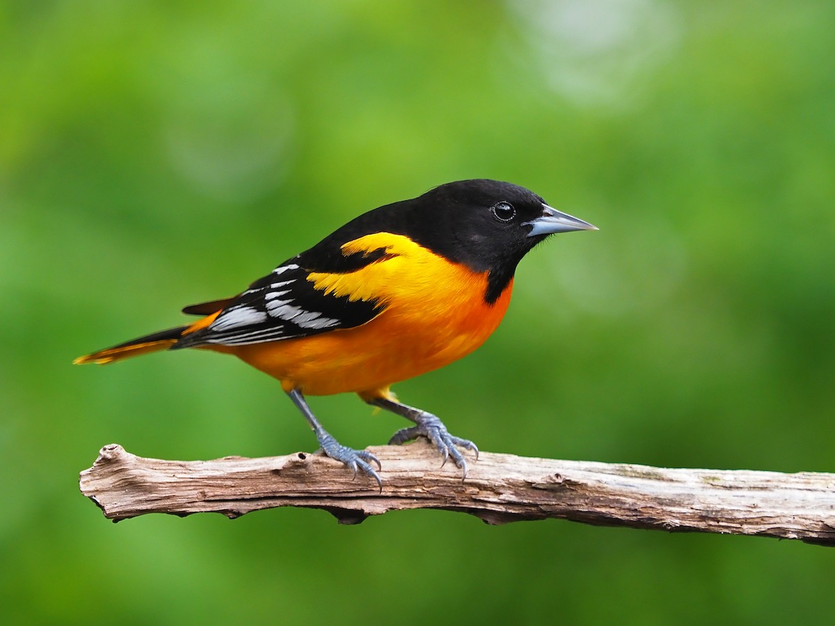 Baltimore Oriole - Gary Mueller