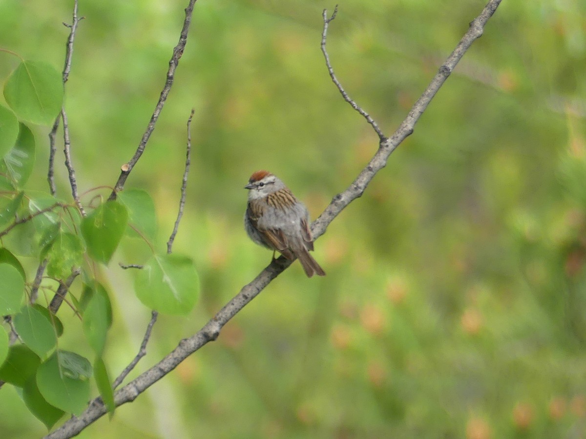 Chipping Sparrow - ML165484931