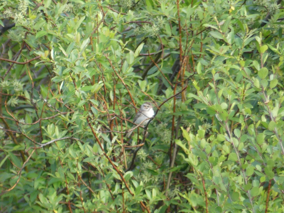 Clay-colored Sparrow - ML165485181