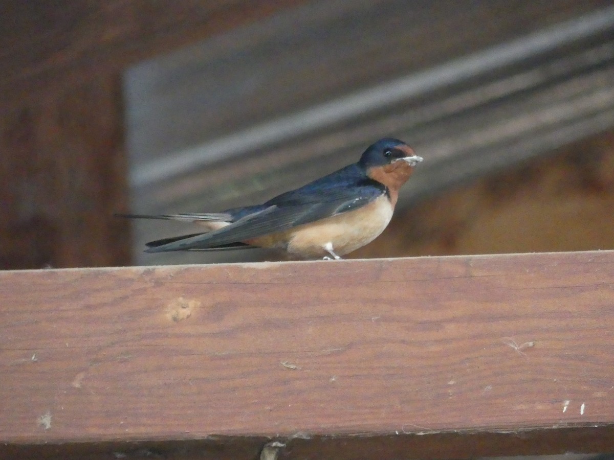 Barn Swallow - ML165485361