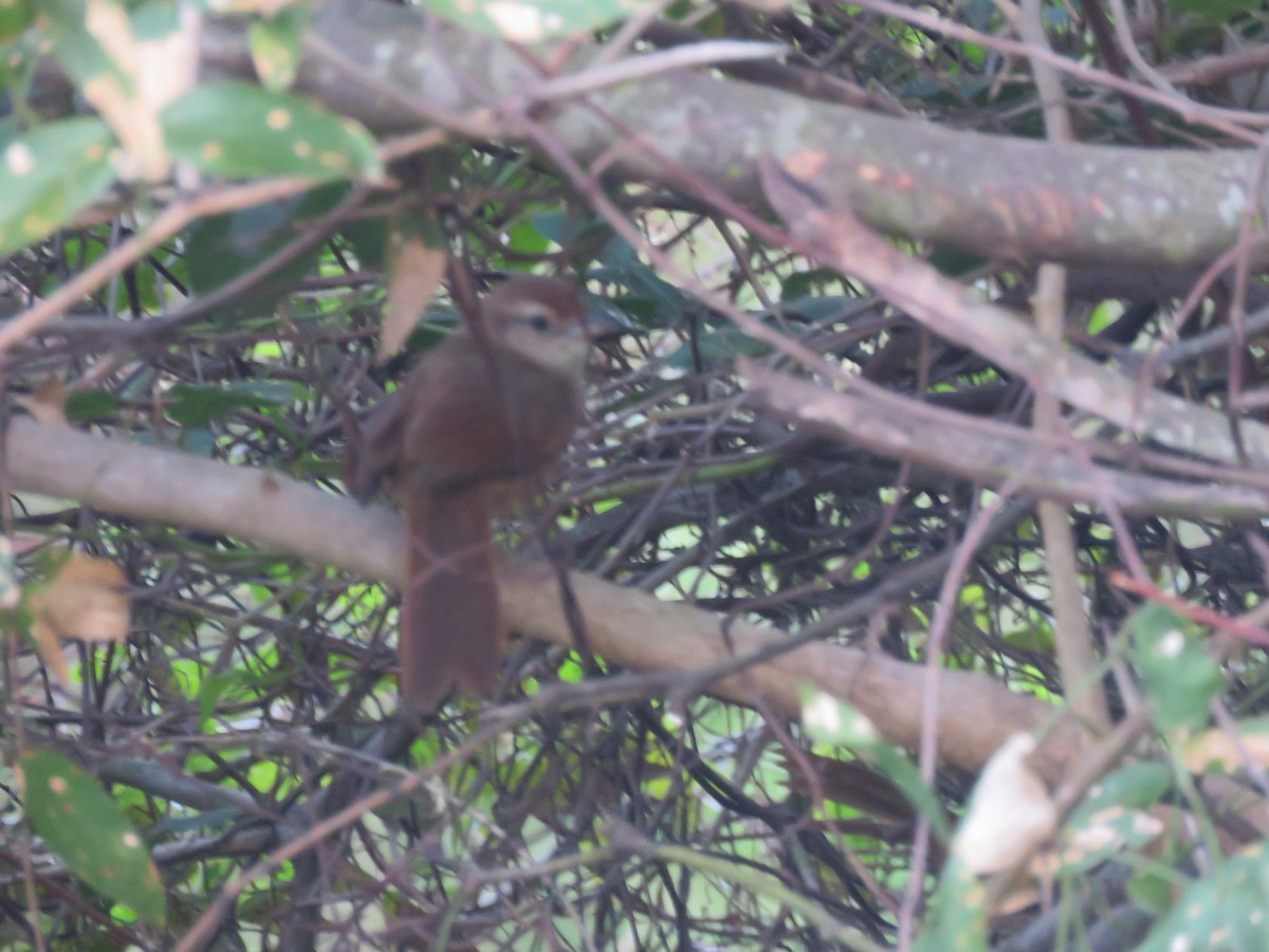 Rufous-fronted Thornbird - ML165485431