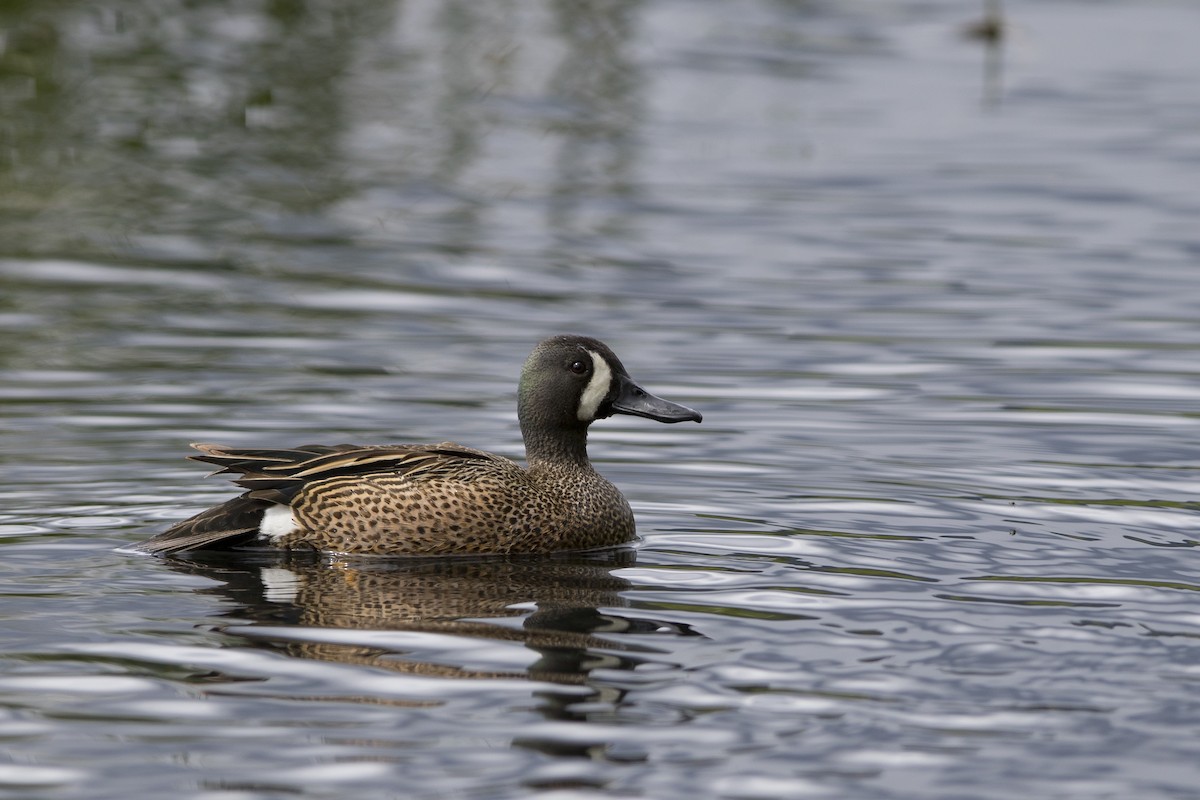 Blue-winged Teal - Nick Hajdukovich