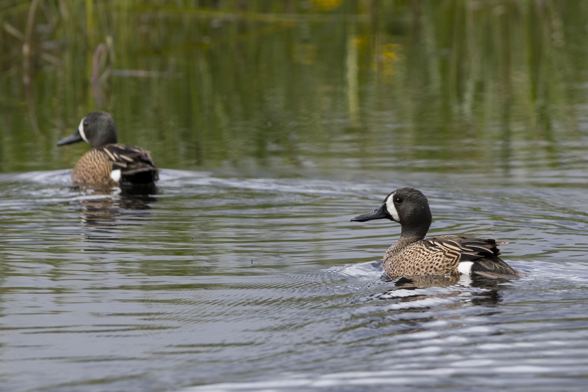 Blue-winged Teal - Nick Hajdukovich