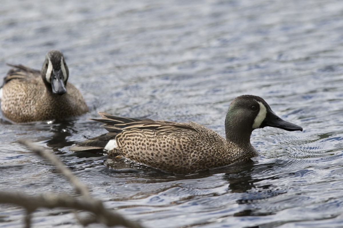 Blue-winged Teal - Nick Hajdukovich