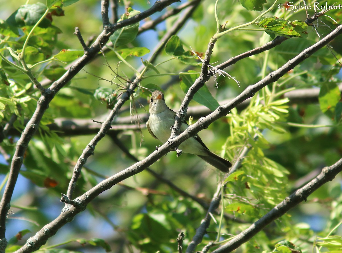 Willow Flycatcher - Sylvie Robert