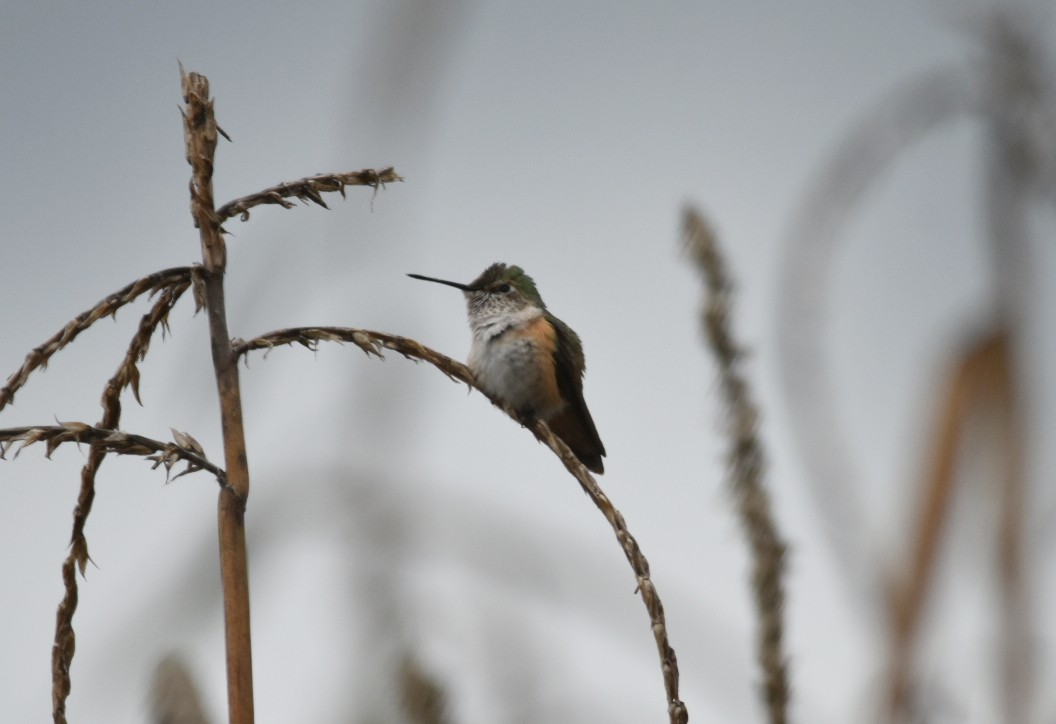 Calliope Hummingbird - ML165487211