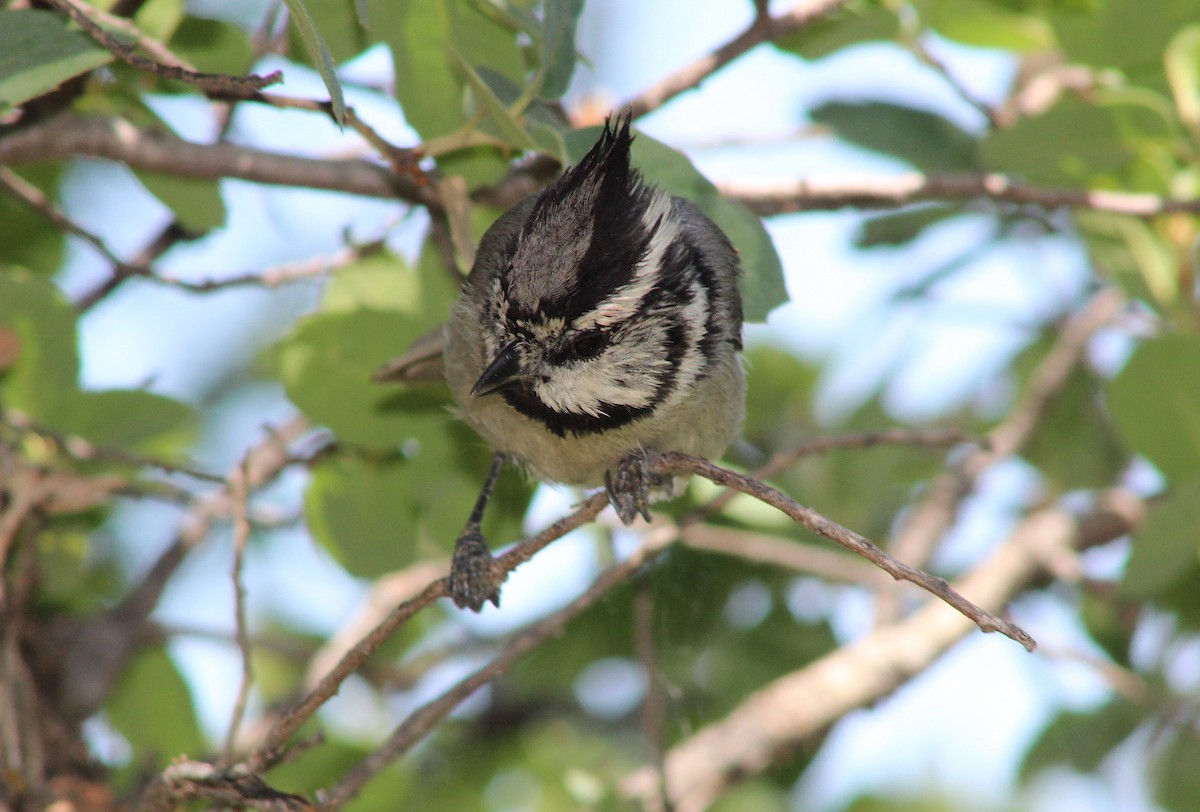 Bridled Titmouse - ML165488601