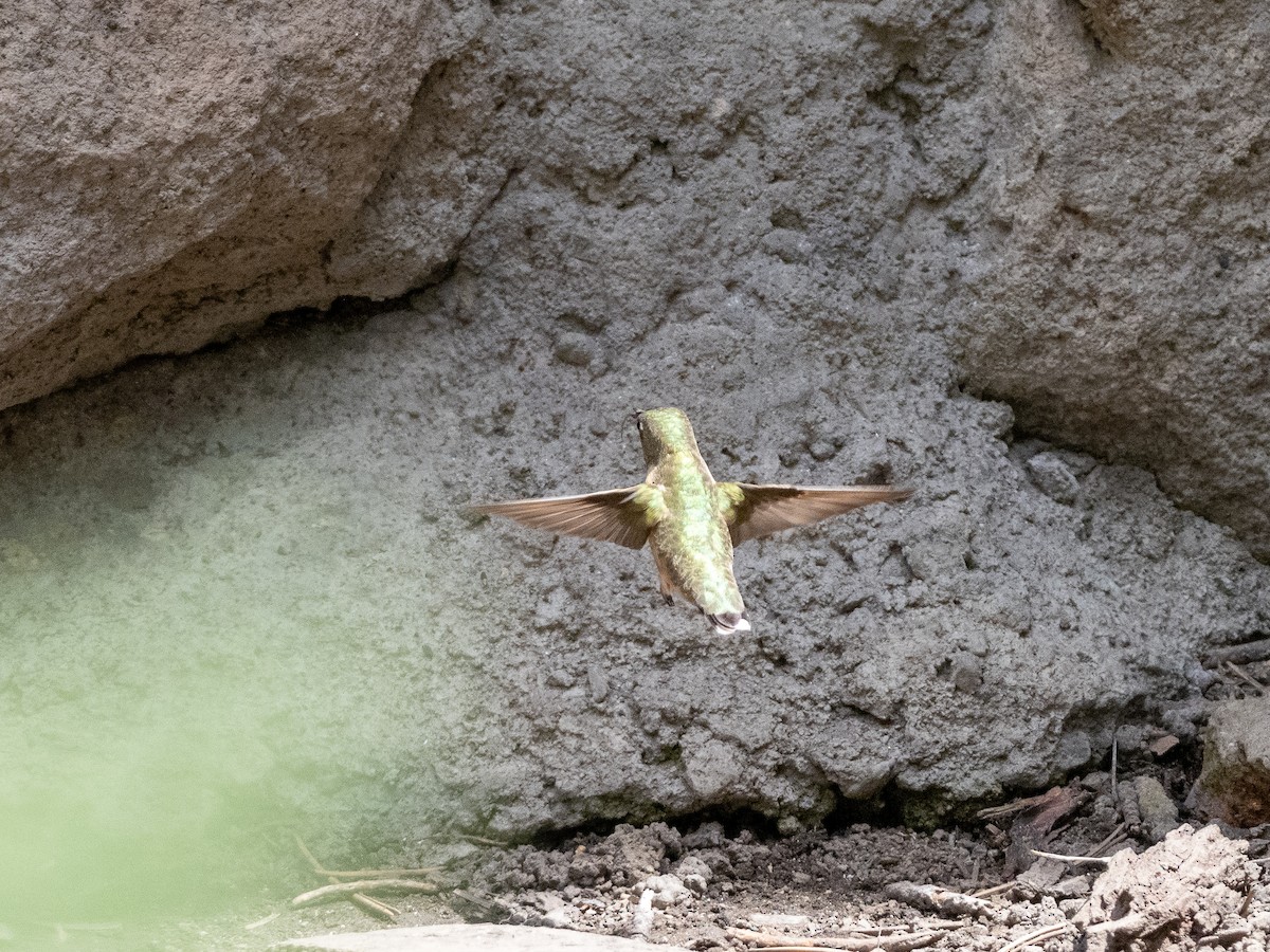Calliope Hummingbird - ML165489651