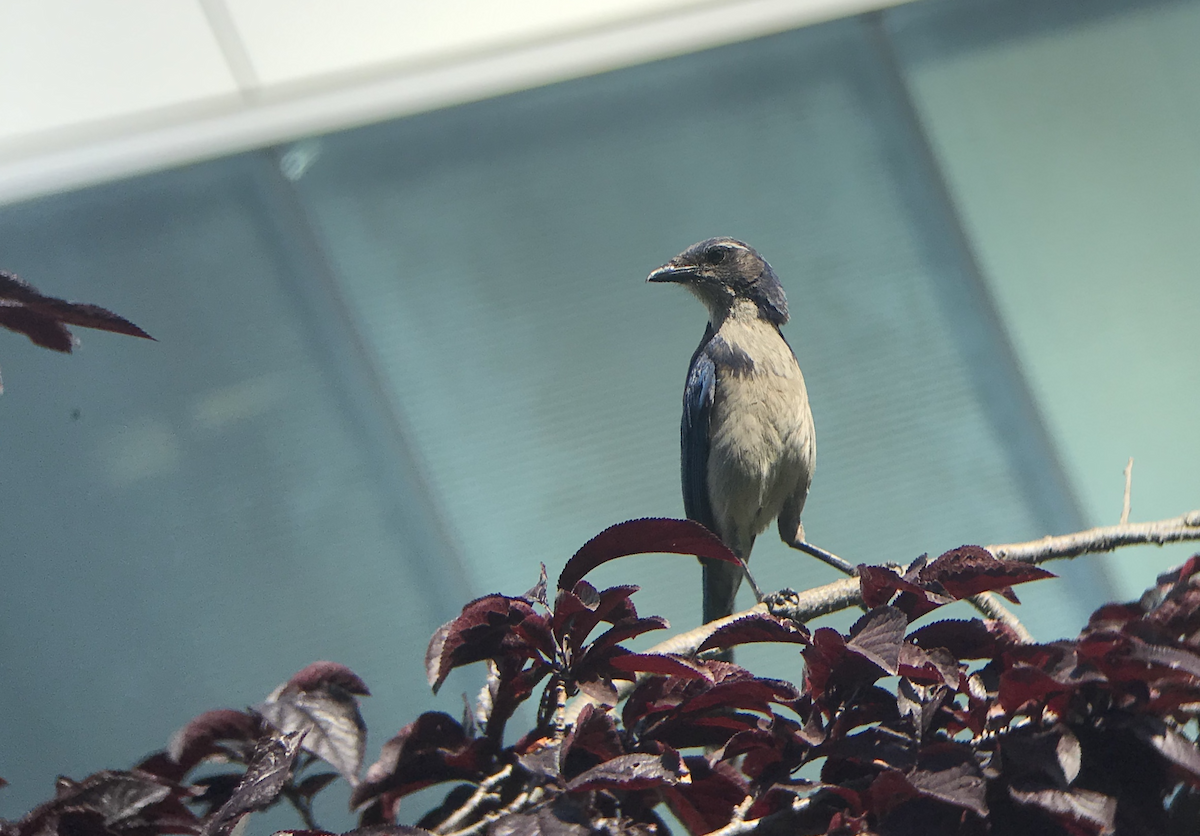 California Scrub-Jay - Anonymous