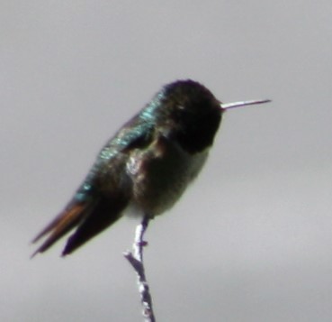 Colibri à queue large - ML165497961