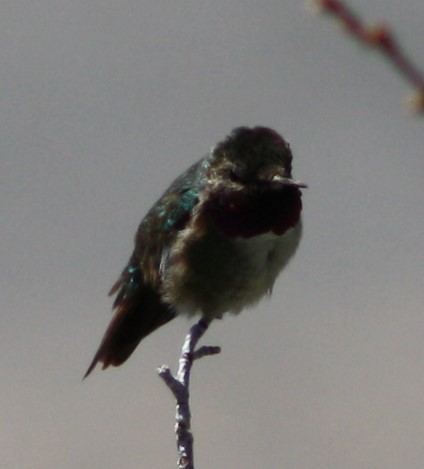 Broad-tailed Hummingbird - Cathy Cox