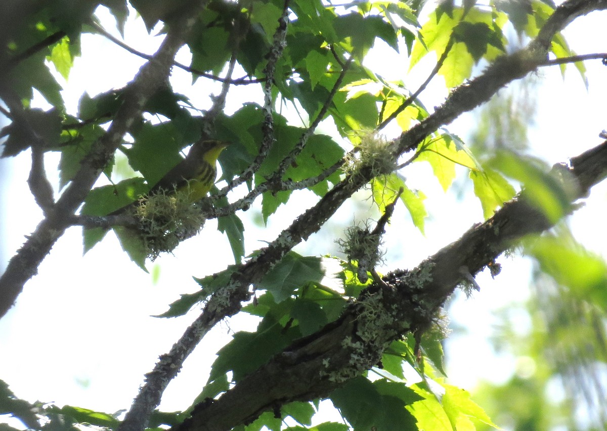 Canada Warbler - ML165498311