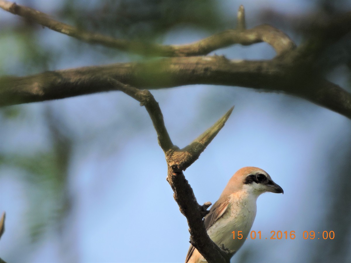 Brown Shrike - ML165498441