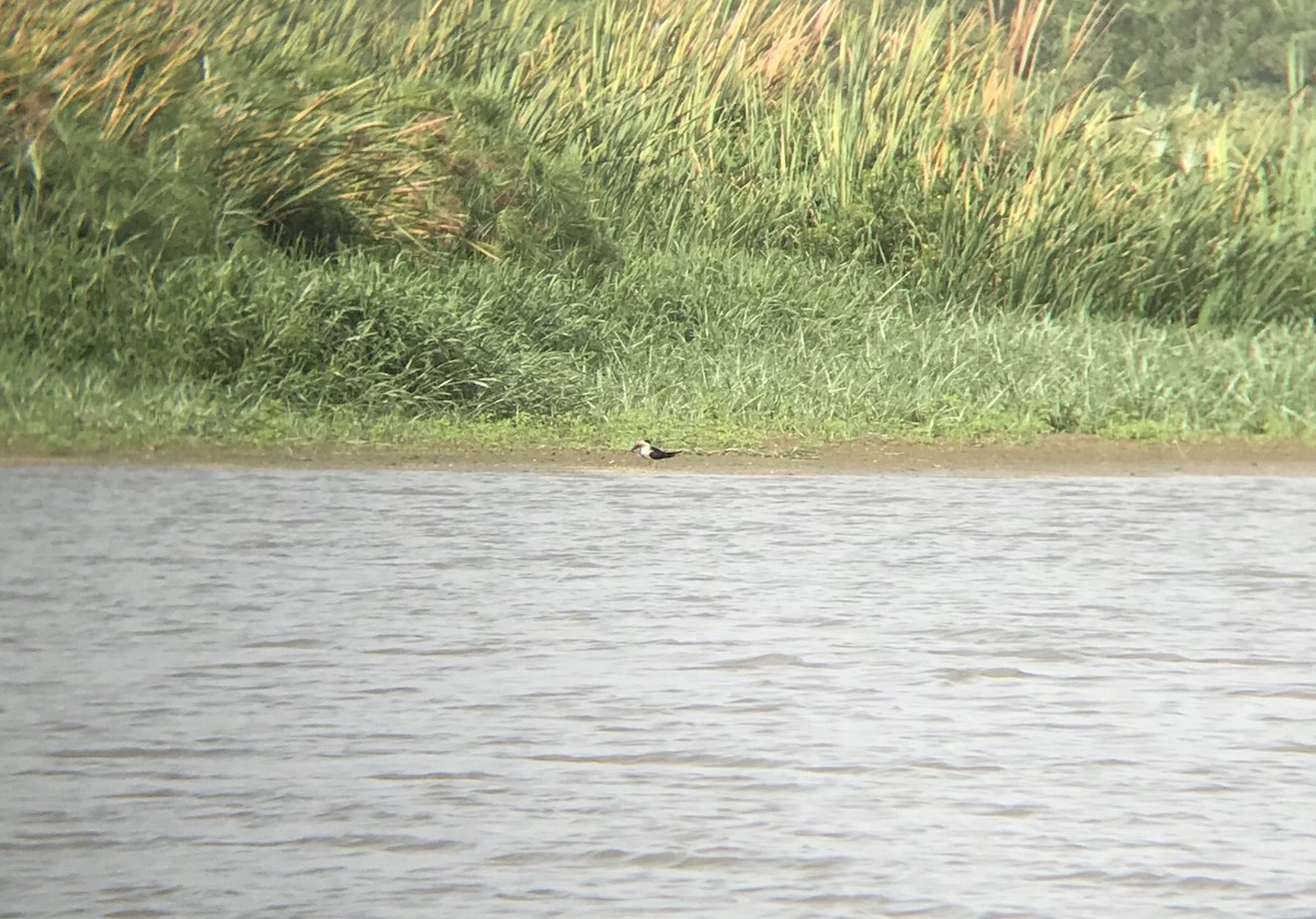 Black Skimmer - Juliann Rosado